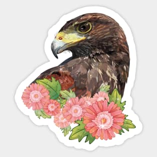 harris hawk Sticker